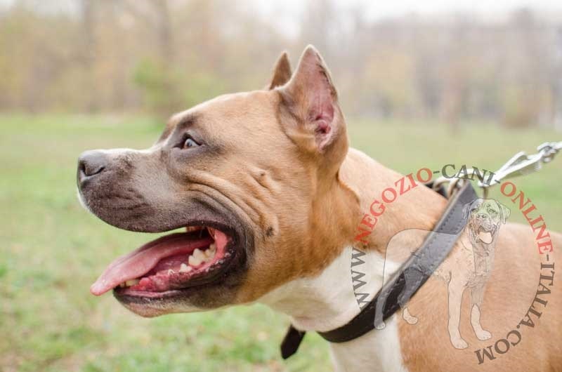 Collare in pelle doppia "Grass Snake" per Amstaff - Clicca l'immagine per chiudere