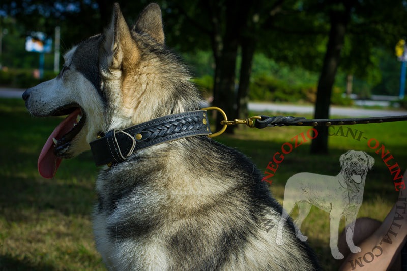 Collare in pelle "Braided Classic" per Alaskan Malamute - Clicca l'immagine per chiudere