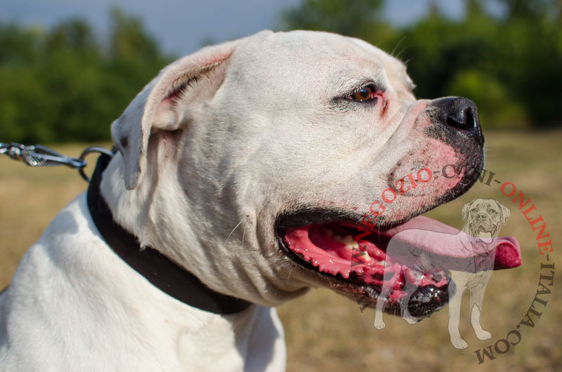 Collare in cuoio "Bossy" per Bulldog Americano, largo 30 mm - Clicca l'immagine per chiudere