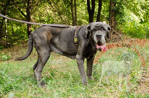 Durevole pettorina in cuoio doppio per Mastino Napoletano - Clicca l'immagine per chiudere