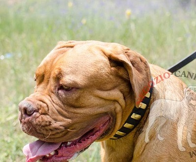 Meraviglioso collare per le passeggiate con Dogue de Bordeaux - Clicca l'immagine per chiudere