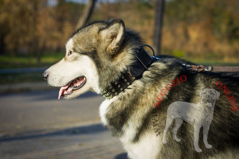 Collare in vera pelle "Top Paw Style" per Alaskan Malamute - Clicca l'immagine per chiudere