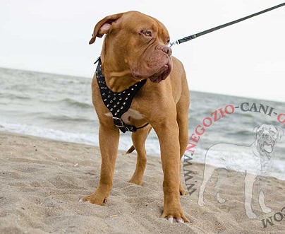 Pettorina in pelle con borchie a punta per Dogue de Bordeaux - Clicca l'immagine per chiudere