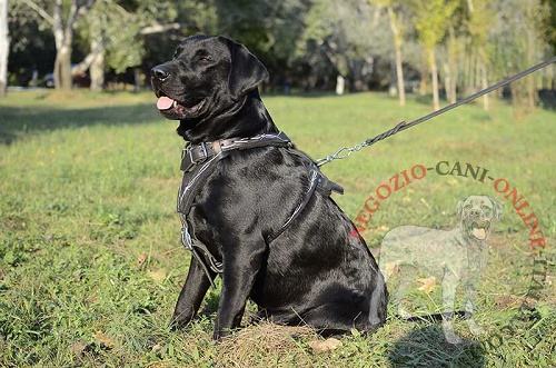 Pettorina dipinta a mano "Barbed Wire" per Labrador Retriever - Clicca l'immagine per chiudere