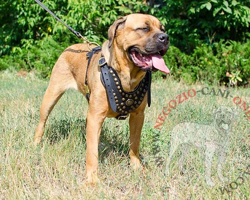 Pettorina in pelle con semisfere in ottone per Cane Corso - Clicca l'immagine per chiudere