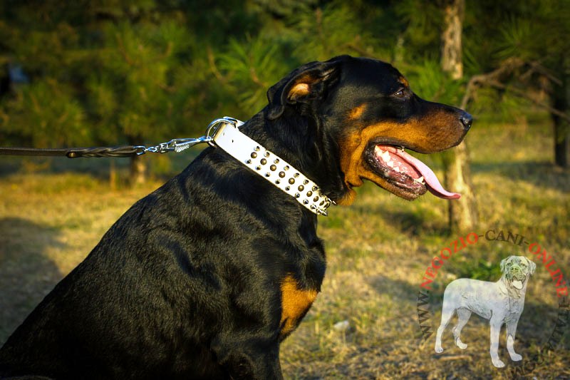 Collare bianco con borchie a punta e semisfere per Rottweiler - Clicca l'immagine per chiudere