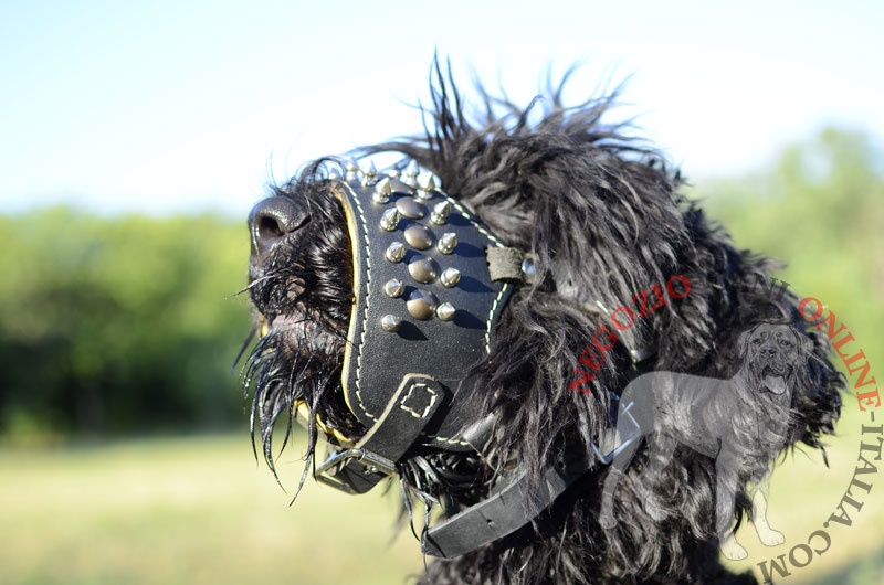 Museruola in cuoio con decorazioni per Terrier Nero Russo - Clicca l'immagine per chiudere