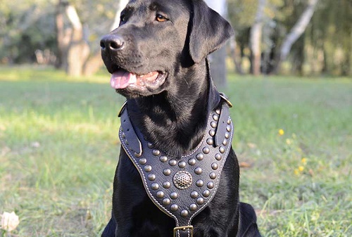 Pettorina in pelle con decorazioni "Armor-Lux" per Labrador - Clicca l'immagine per chiudere