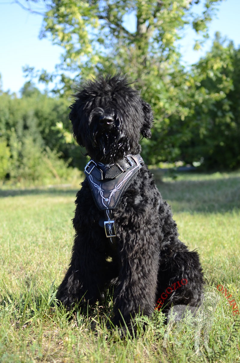 Pettorina in vera pelle "Barbed Wire" per Terrier Nero Russo - Clicca l'immagine per chiudere