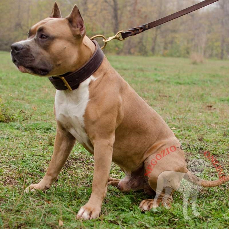 Durevole collare in cuoio doppio "Double-layer" per Amstaff - Clicca l'immagine per chiudere