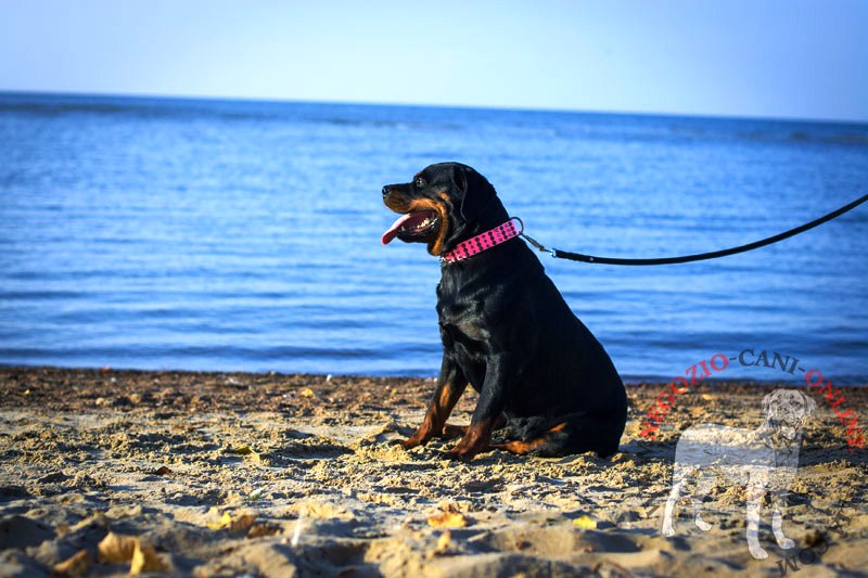 Collare rosa in pelle con decorazioni per Rottweiler - Clicca l'immagine per chiudere