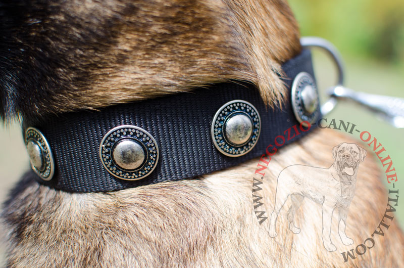 Collare in nylon "Exotic & Classic" per Malinois - Clicca l'immagine per chiudere