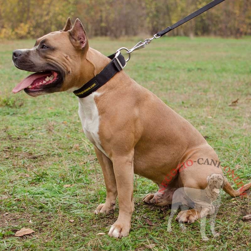 Pratico collare in nylon "Modesty" per Amstaff - Clicca l'immagine per chiudere