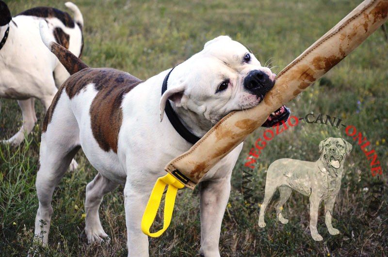 Grande tug in pelle "Traction" per Bulldog Americano - Clicca l'immagine per chiudere