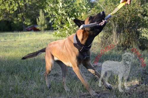 Salamotto da mordere in juta per Malinois giovane - Clicca l'immagine per chiudere