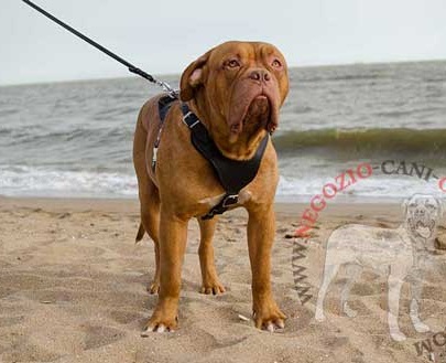 Resistente pettorina in pelle naturale per Dogue de Bordeaux - Clicca l'immagine per chiudere