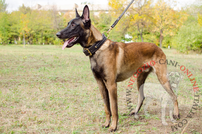 Collare in pelle doppia "Braided Classic" per Malinois - Clicca l'immagine per chiudere