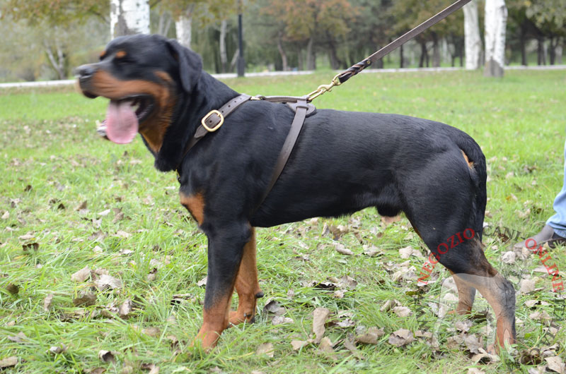 Pettorina in pelle doppia "Daily Walk" per Rottweiler - Clicca l'immagine per chiudere