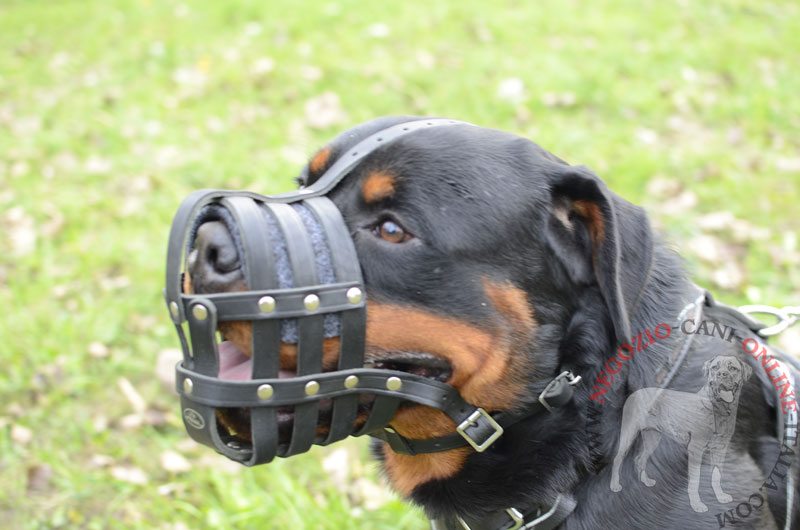 Museruola in pelle "Maximum Safety" per Rottweiler - Clicca l'immagine per chiudere