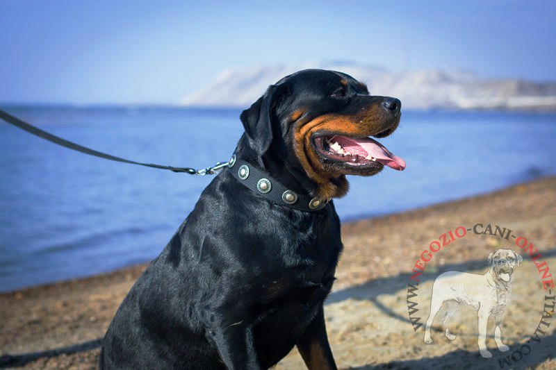 Collare in nylon decorato "Exotic & Classic" per Rottweiler - Clicca l'immagine per chiudere
