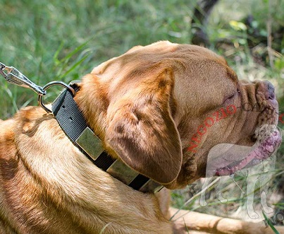 Collare con decorazioni rettangolari per Dogue de Bordeaux - Clicca l'immagine per chiudere