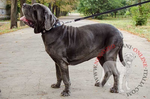 Comodo ed elegante collare in nylon per Mastino Napoletano - Clicca l'immagine per chiudere