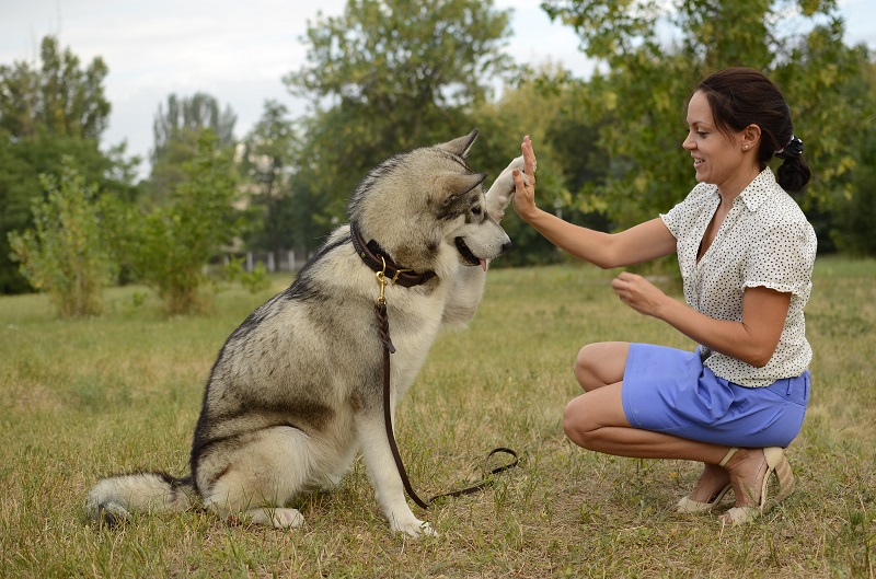 Guinzaglio "Good spirits" per passeggiate con Malamute - Clicca l'immagine per chiudere