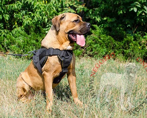 Pettorina in nylon "Tractive Force" per Cane Corso - Clicca l'immagine per chiudere