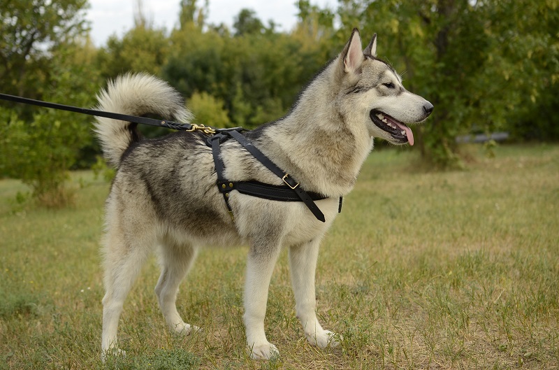 Pettorina da tiro in pelle "Pulling" per Alaskan Malamute - Clicca l'immagine per chiudere