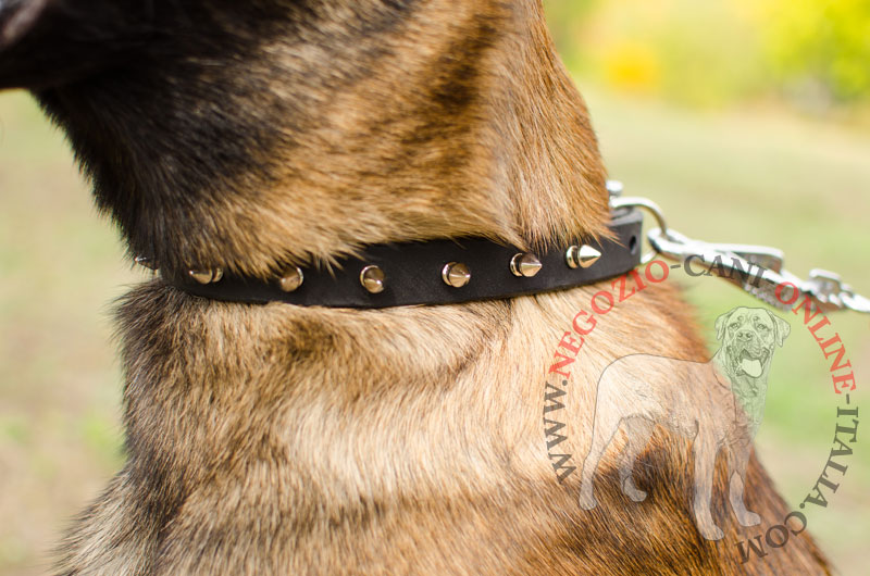 Collare in cuoio con borchie in acciaio per Malinois - Clicca l'immagine per chiudere