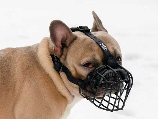 Museruola metallica gommata per Bulldog Francese - Clicca l'immagine per chiudere