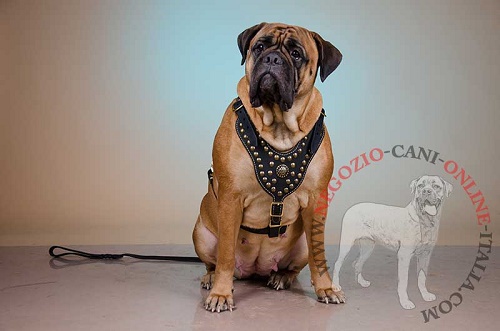 Pettorina in pelle con decorazioni "Armor-Lux" per Bullmastiff - Clicca l'immagine per chiudere