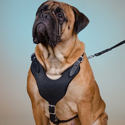 Pettorina classica in pelle "Walk & Train" per Bullmastiff - Clicca l'immagine per chiudere