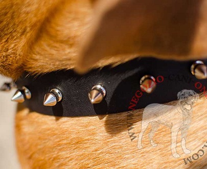 Elegante collare con borchie a punta per Dogue de Bordeaux - Clicca l'immagine per chiudere