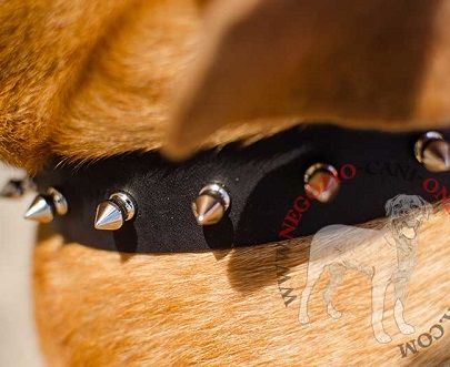 Elegante collare con borchie a punta per Dogue de Bordeaux - Clicca l'immagine per chiudere