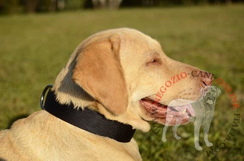 Classico collare in nylon "Modesty" per Labrador Retriever - Clicca l'immagine per chiudere