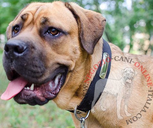 Collare in nylon con targhetta personalizzata per Cane Corso - Clicca l'immagine per chiudere