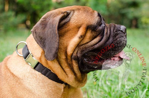 Regolabile collare in nylon "Reliable grip" per Bullmastiff - Clicca l'immagine per chiudere