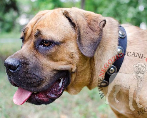 Collare in nylon decorato per Cane Corso - Clicca l'immagine per chiudere