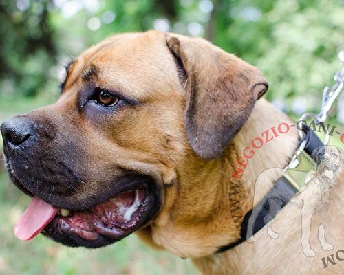 Collare in nylon con fibbia a sgancio rapido per Cane Corso - Clicca l'immagine per chiudere