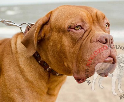 Collare in cuoio con piramidi e semisfere per Dogue de Bordeaux - Clicca l'immagine per chiudere