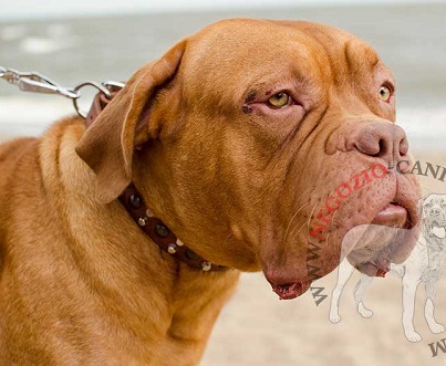 Collare in cuoio con piramidi e semisfere per Dogue de Bordeaux - Clicca l'immagine per chiudere