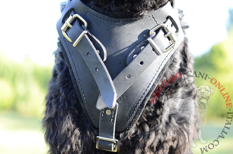 Pettorina in vera pelle "Working dog" per Terrier Nero Russo - Clicca l'immagine per chiudere
