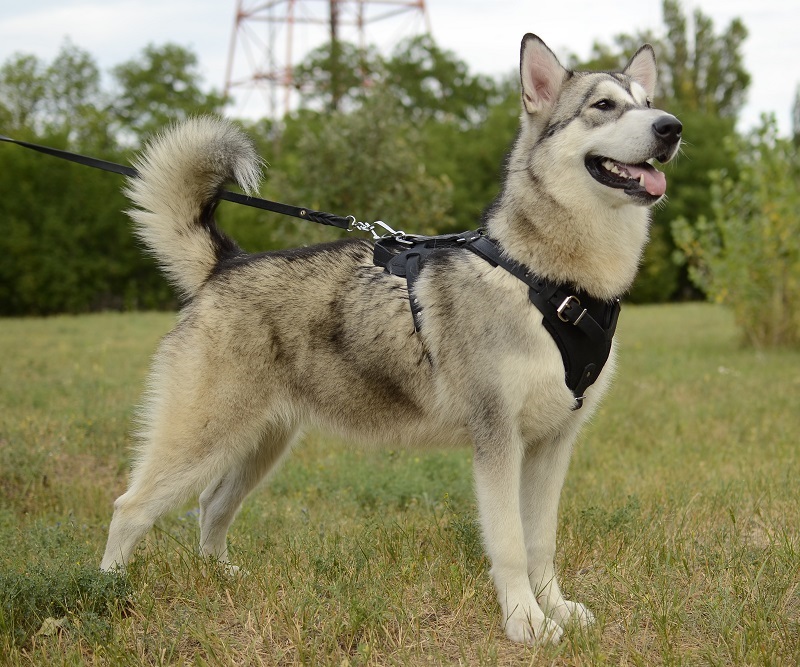 Pettorina in pelle naturale "Working dog" per Malamut - Clicca l'immagine per chiudere