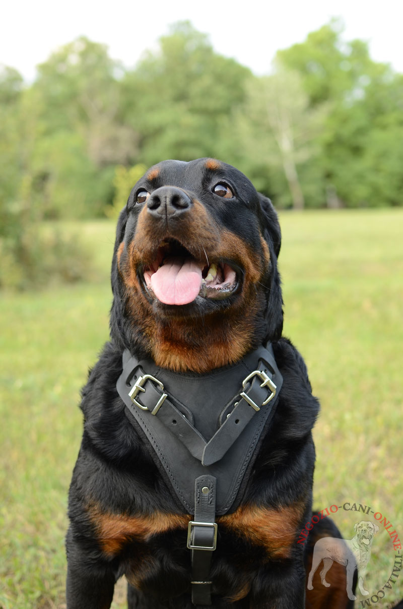 Pettorina in pelle naturale "Working dog" per Rottweiler - Clicca l'immagine per chiudere