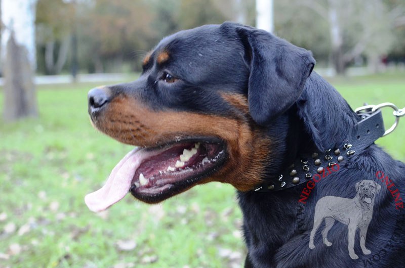 Collare in pelle "Vivid flash of lightning" per Rottweiler - Clicca l'immagine per chiudere