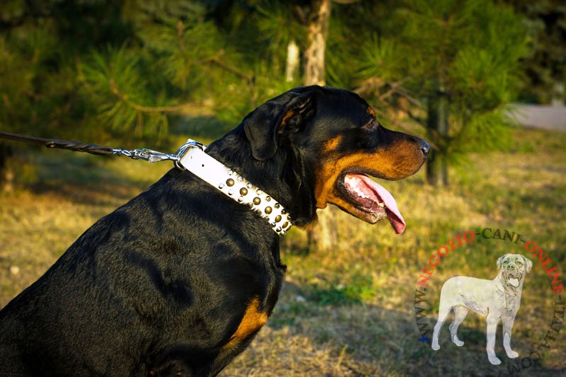 Collare bianco in vera pelle con decorazioni per Rottweiler - Clicca l'immagine per chiudere