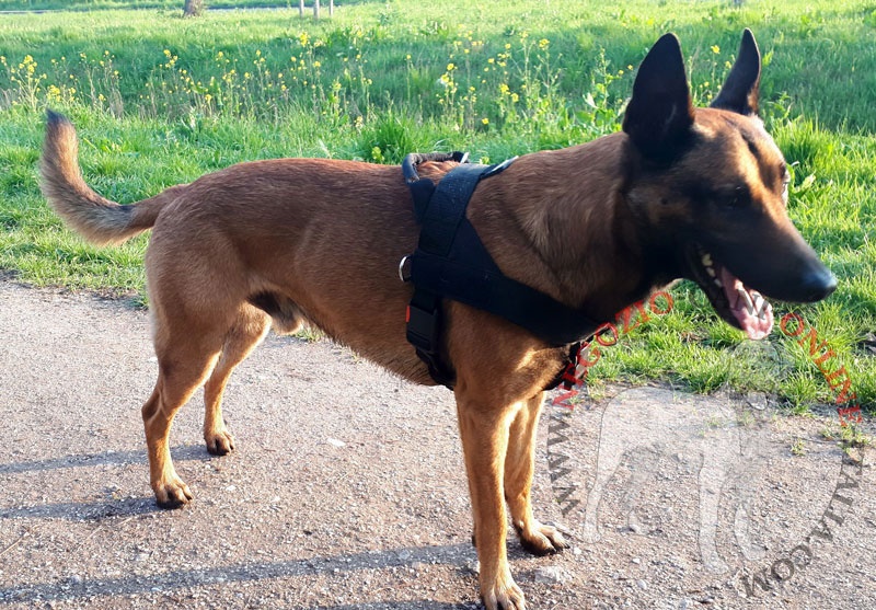 Pettorina in nylon multifunzionale "Feel free" per Malinois - Clicca l'immagine per chiudere