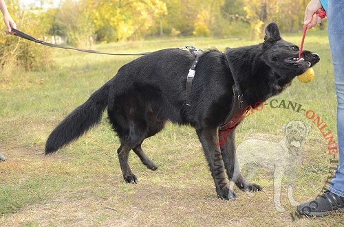 Pettorina in pelle naturale "Working Dog" per Pastore Tedesco - Clicca l'immagine per chiudere