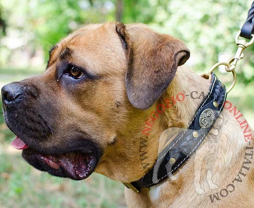 Collare in cuoio con decorazioni per Cane Corso - Clicca l'immagine per chiudere